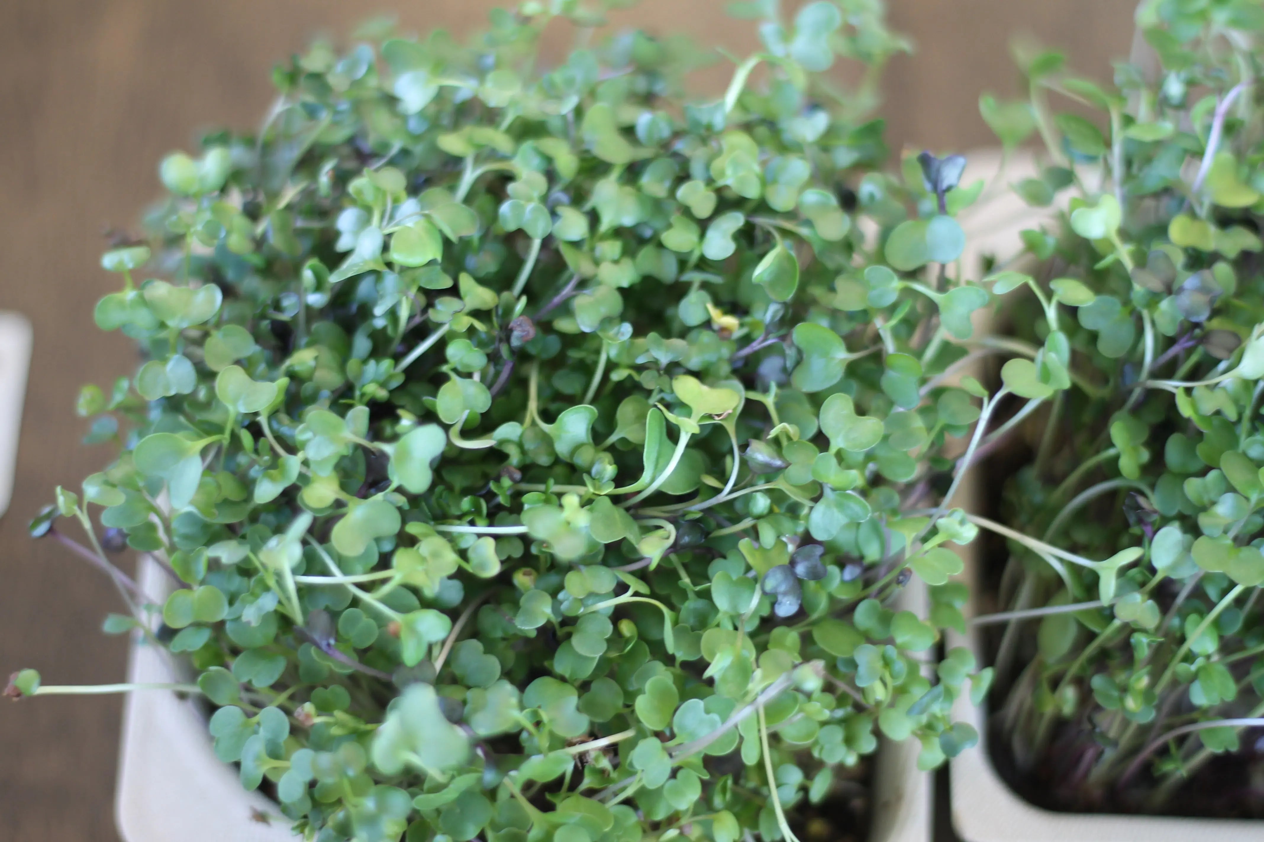 micro green salad blend broccoli arugula