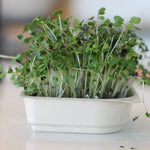 Easy Organic Kale Micro-green Seed & Soil Tray