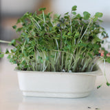 Easy Organic Kale Micro-green Seed & Soil Tray