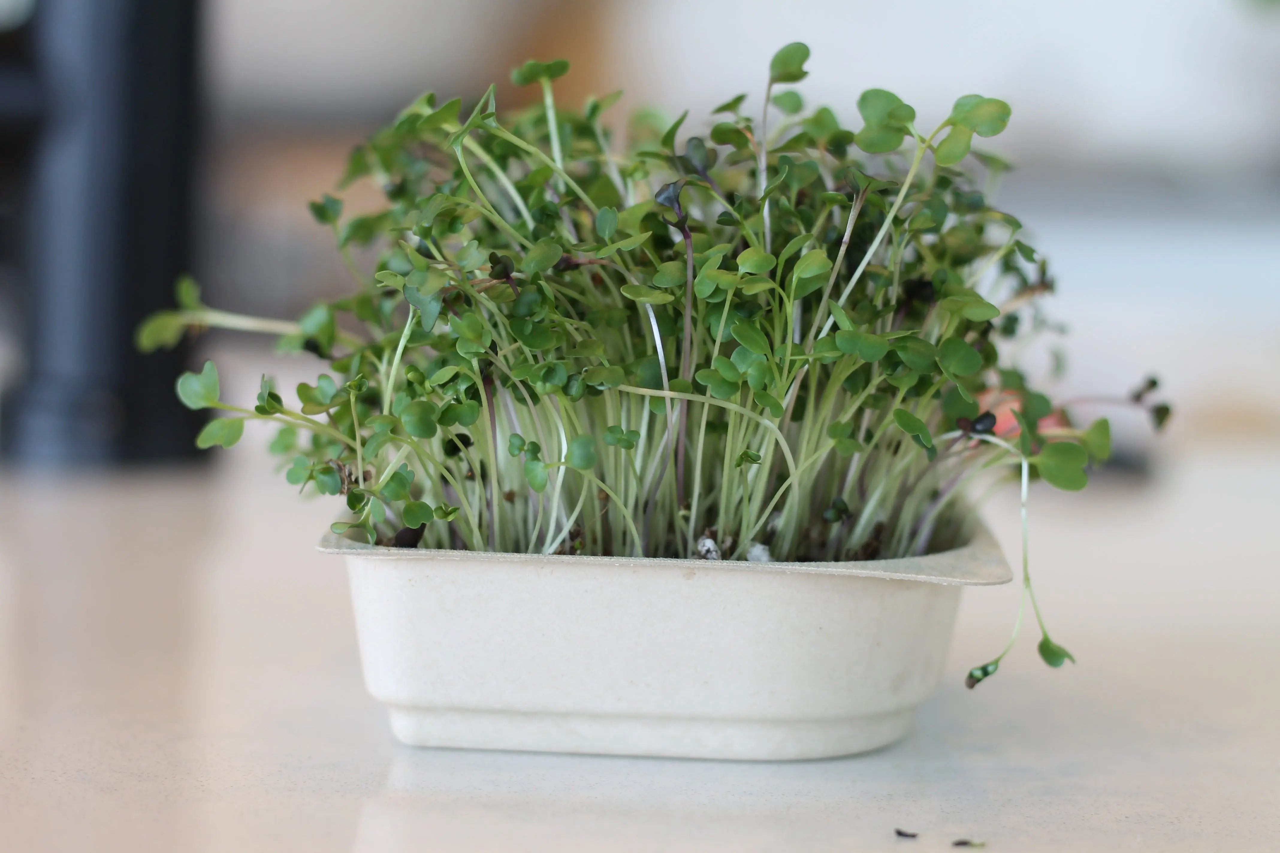 Easy Organic Kale Micro-green Seed & Soil Tray
