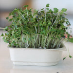 Organic Smoothie Microgreen Blend seeds with soil kit - Broccoli, Red Cabbage, Kohlrabi, Kale