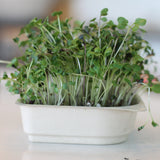 Organic Smoothie Microgreen Blend seeds with soil kit - Broccoli, Red Cabbage, Kohlrabi, Kale