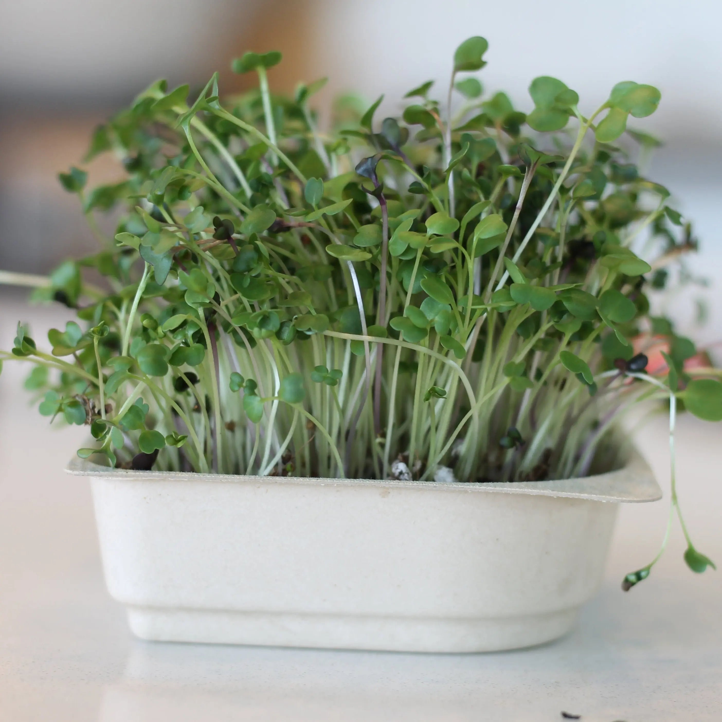 Organic Smoothie Microgreen Blend seeds with soil kit - Broccoli, Red Cabbage, Kohlrabi, Kale