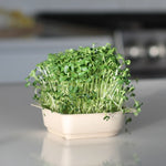 Easy Organic Kale Micro green Seed & Soil Kit