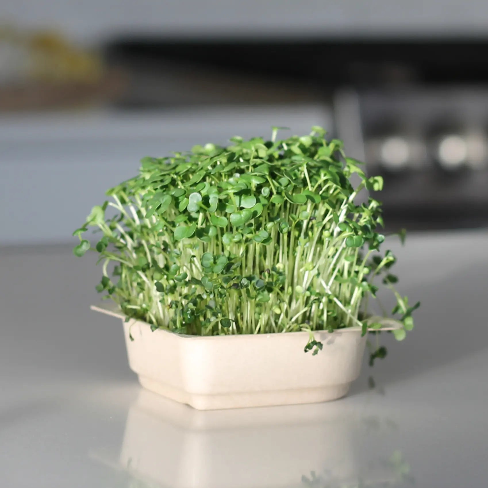 Easy Organic Kale Micro green Seed & Soil Kit