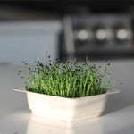 Organic Chia Microgreen Seeds with soil Kit