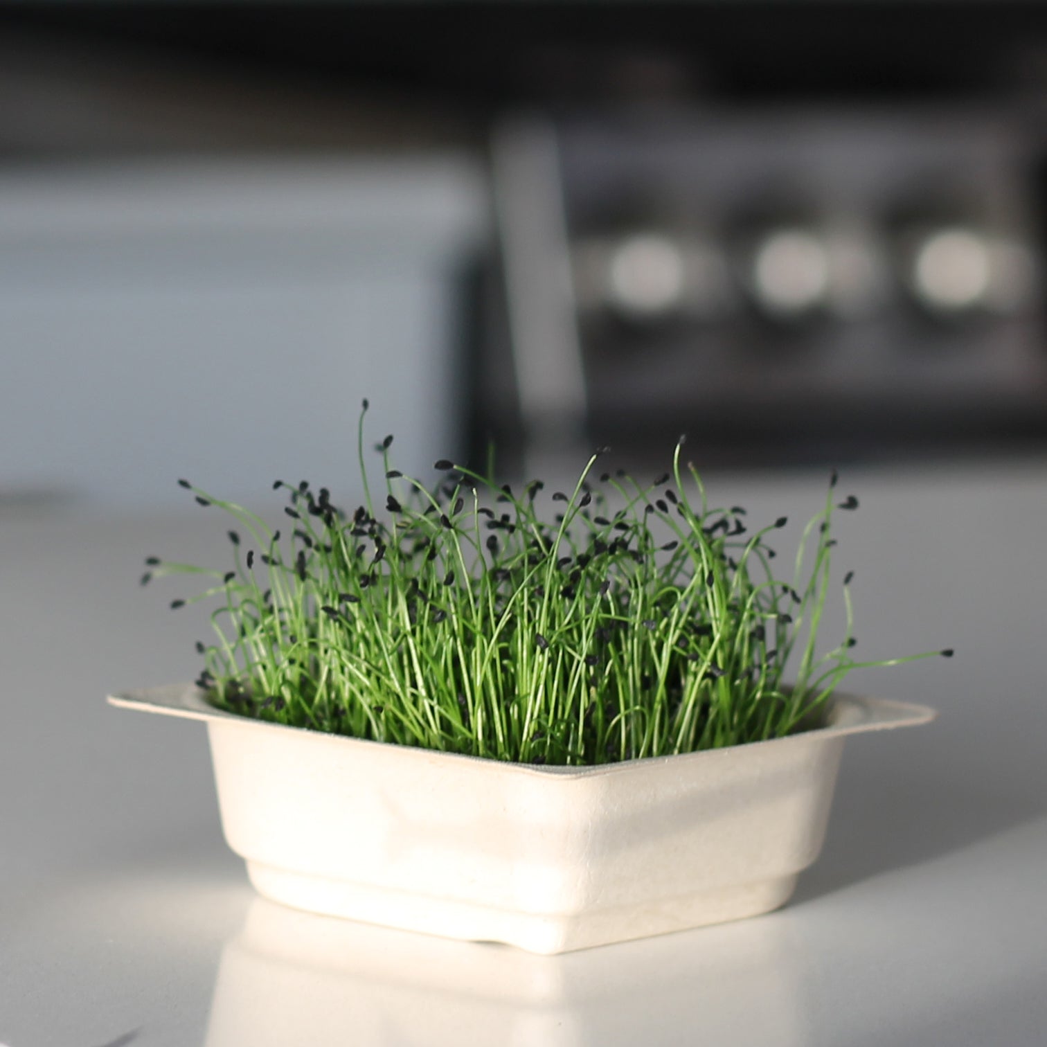 Organic Chia Microgreen Seeds with soil Kit