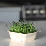 Organic Chia Microgreen Seeds with soil Kit