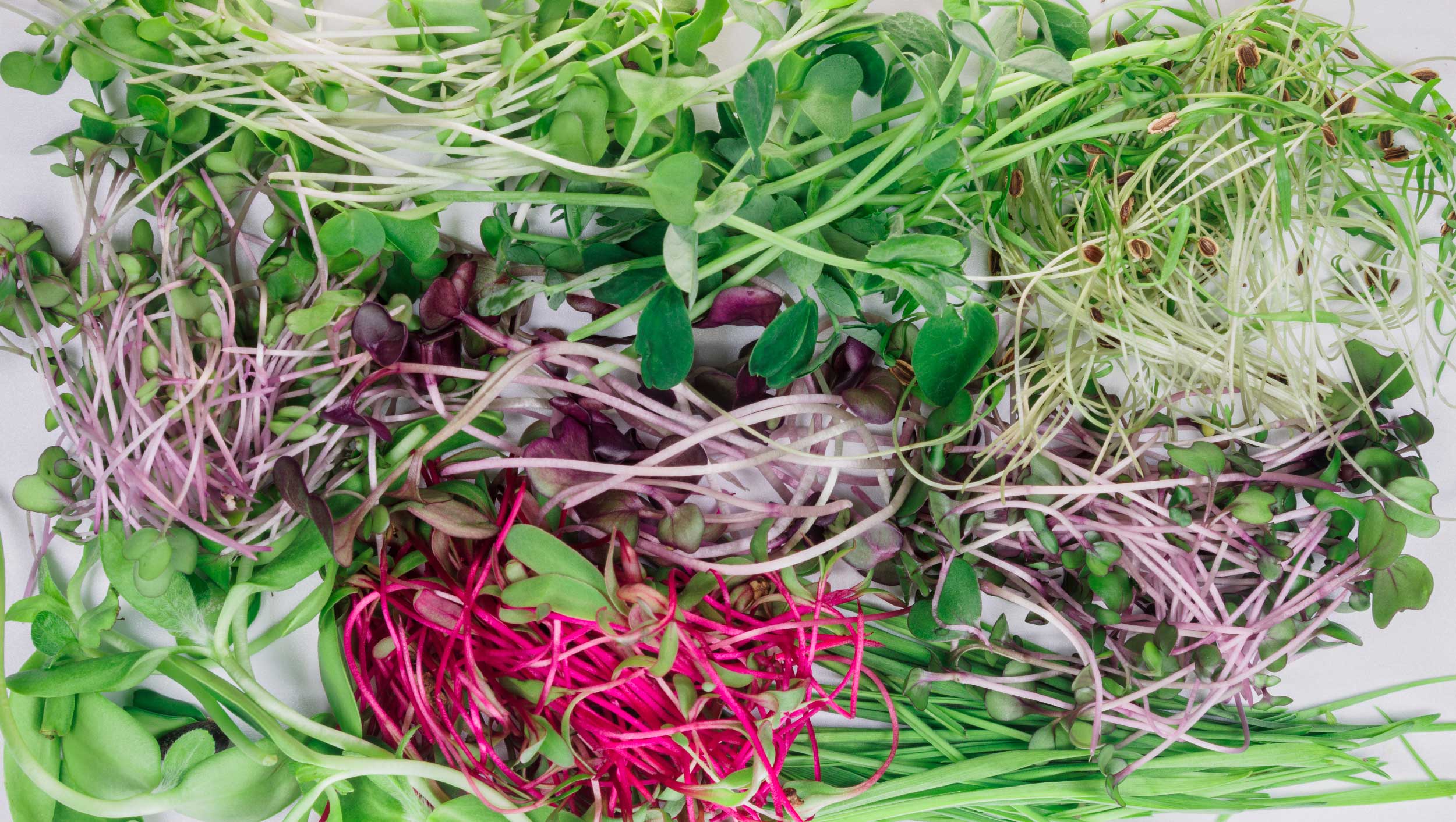 How do microgreens compare nutritionally to other leafy greens