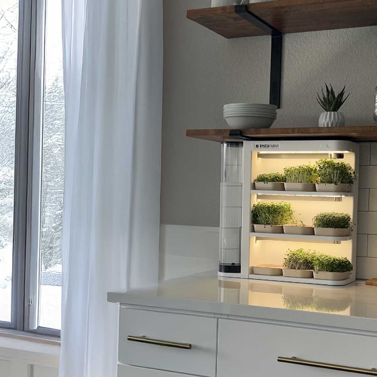 Can microgreens be grown indoors year-round?