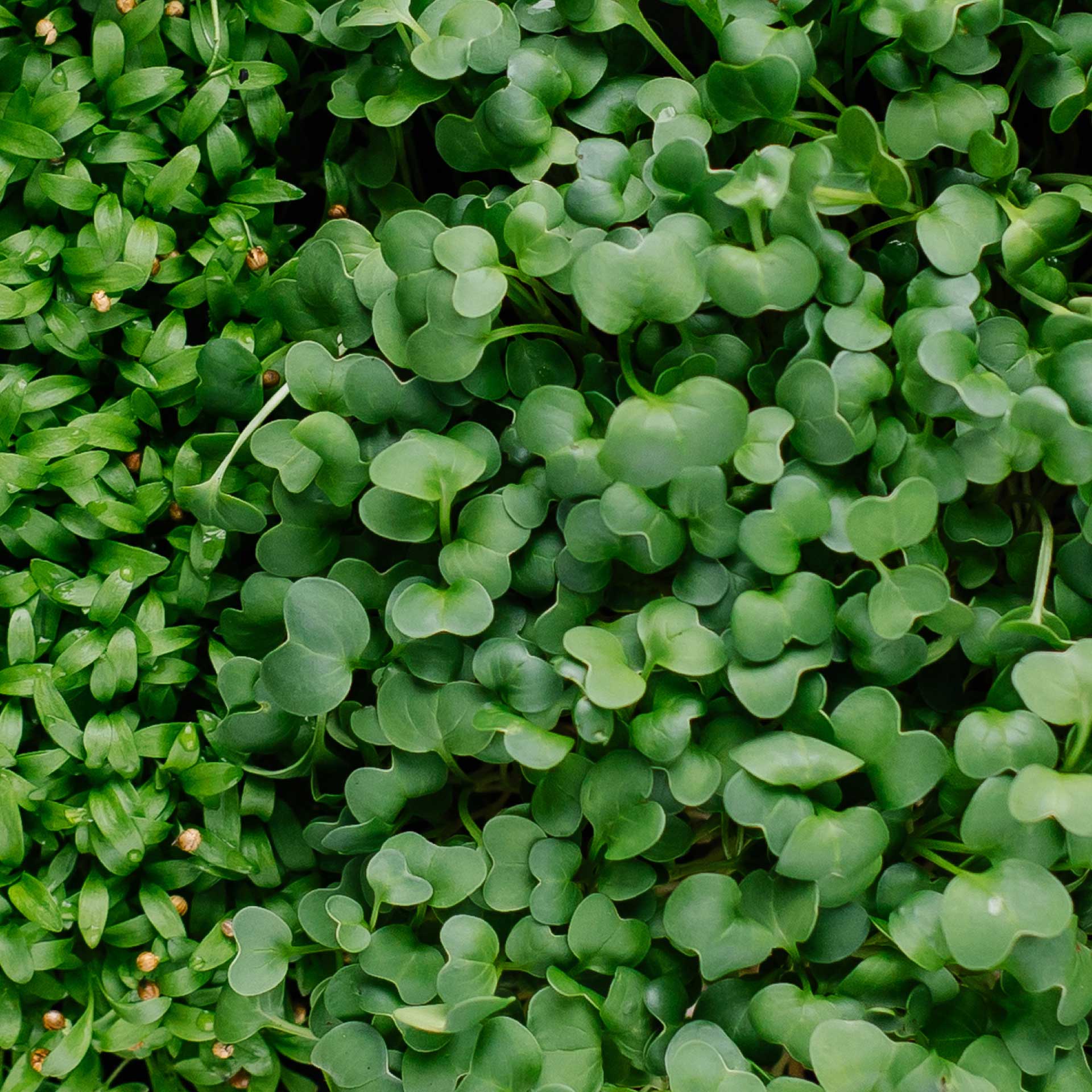 The Health Benefits of Microgreens: Tiny Greens with Big Nutritional Power