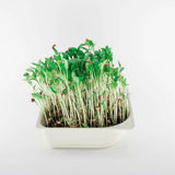 Micro Cilantro - 9 Tray Pack