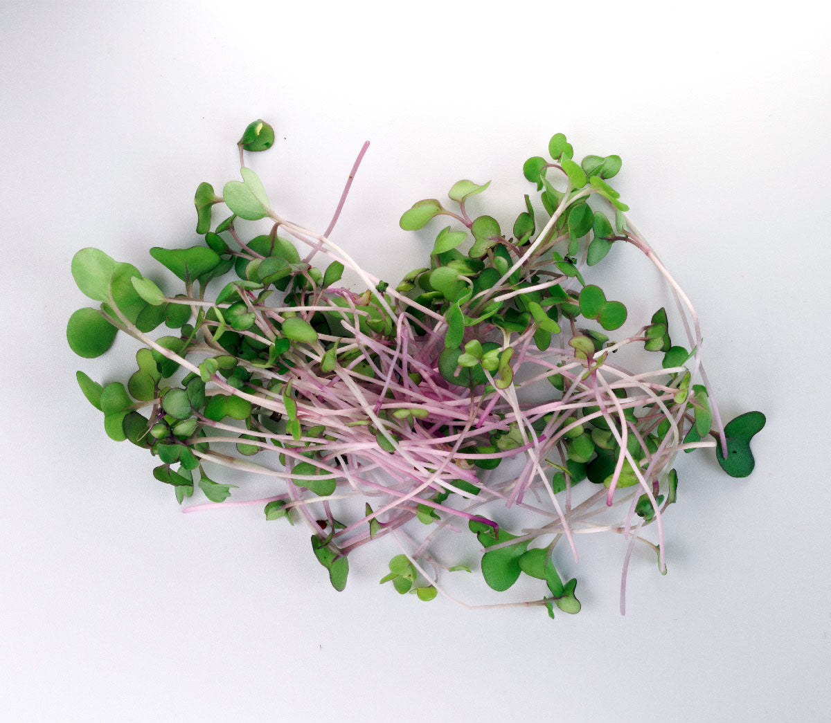 Easy grow Organic Kohlrabi Microgreen pile