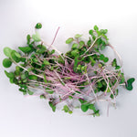 Easy grow Organic Kohlrabi Microgreen pile