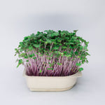 Easy grow Organic Kohlrabi Microgreen Seed and Soil Kit