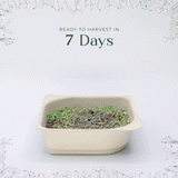 Easy grow Organic Kohlrabi Microgreen Seed and Soil Kit