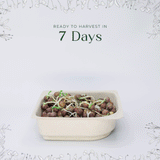 Micro Peas - 9 Tray Pack