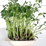 Micro Peas - 9 Tray Pack