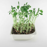 Micro Peas - 9 Tray Pack