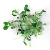 Micro Peas - 9 Tray Pack