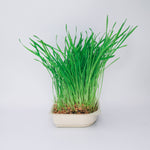 Easy grow Organic Wheat Grass Microgreen Seed and Soil Kit