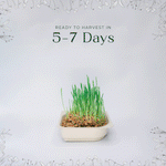 Easy grow Organic Wheat Grass Microgreen Seed and Soil Kit