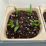 Try Your Own Seeds - 9 Tray Pack