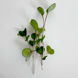 Micro Kohlrabi - 9 Tray Pack (ClassWallet)