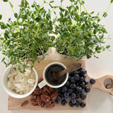 Micro Peas - 9 Tray Pack