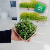 4 Bundle (36 Tray) Subscription