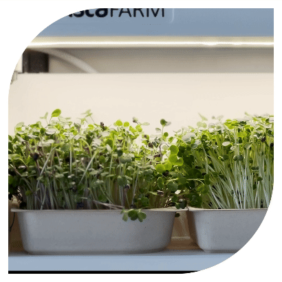 Automatic water and light growing system