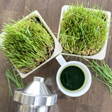 Micro Wheat Grass - 9 Tray Pack (ClassWallet)