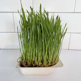 Micro Wheat Grass - 9 Tray Pack (ClassWallet)