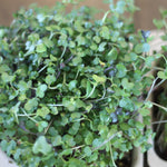 micro green salad blend broccoli arugula