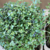micro green salad blend broccoli arugula