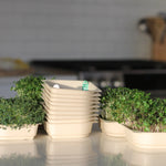 smoothie blend micro-greens kale broccoli seed and soil kit