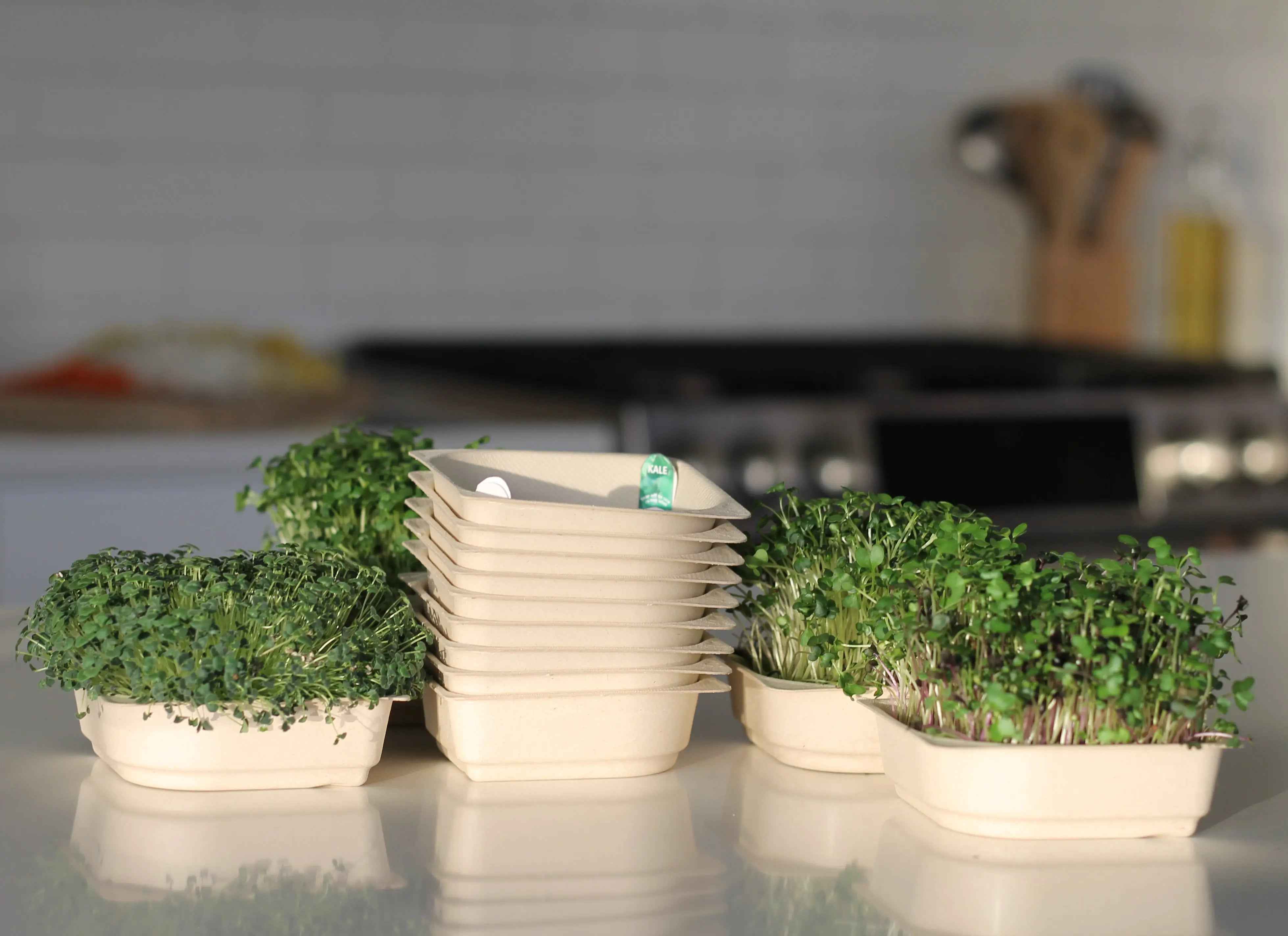 smoothie blend micro-greens kale broccoli seed and soil kit