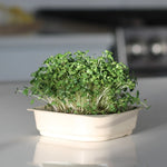 Organic Mustard Micro green seeds with soil kit