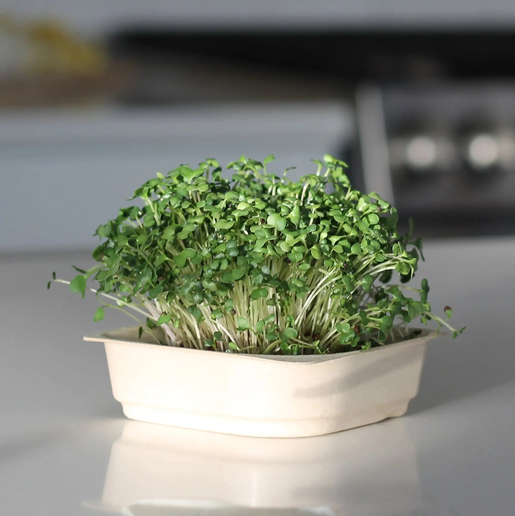 Organic Mustard Micro green seeds with soil kit