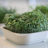 smoothie blend microgreens kale broccoli seed and soil kit