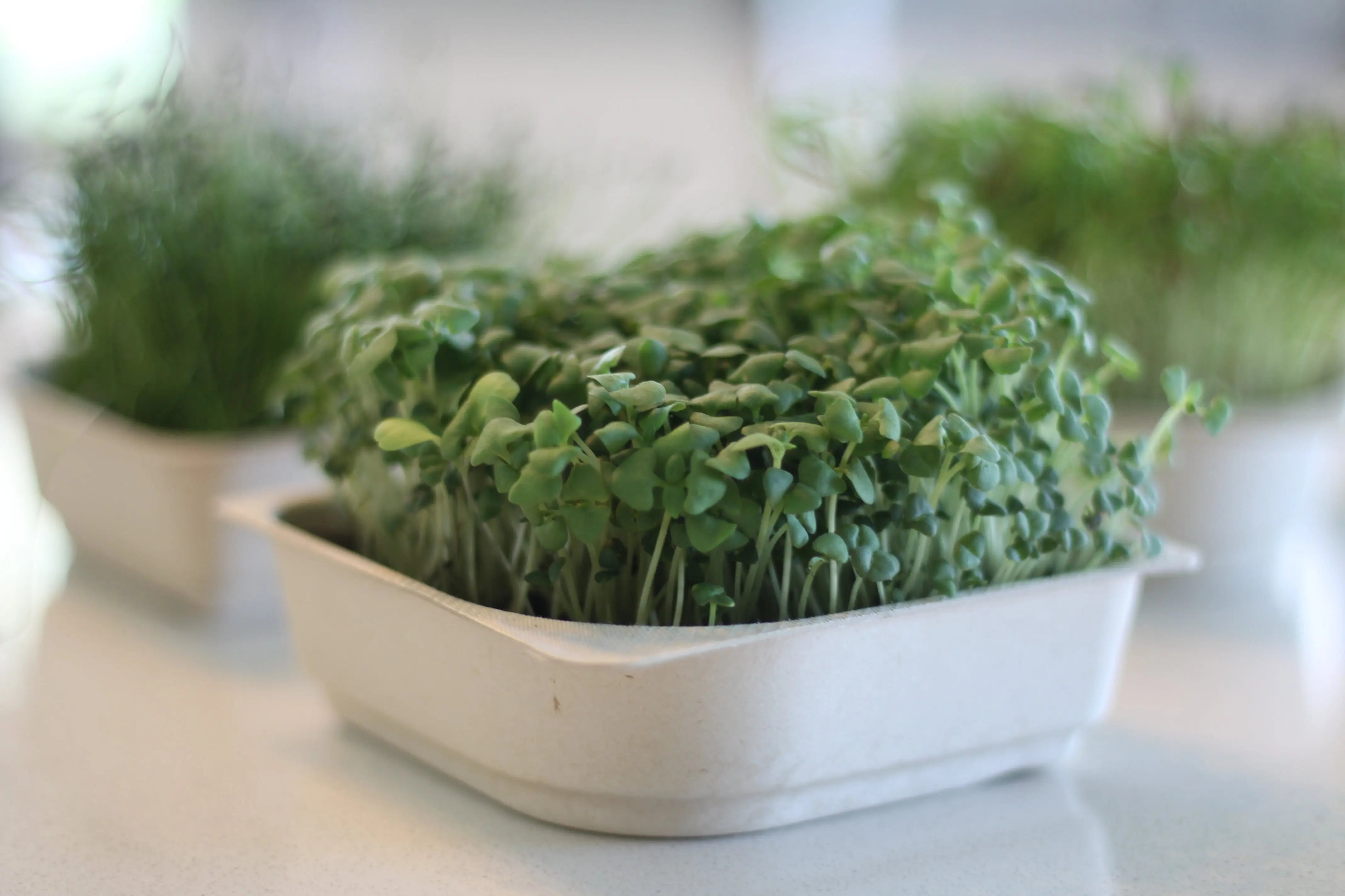 smoothie blend microgreens kale broccoli seed and soil kit